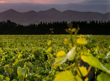 First winery to earn the GEEIS Diversity International Certification