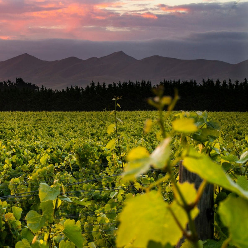 First winery to earn the GEEIS Diversity International Certification